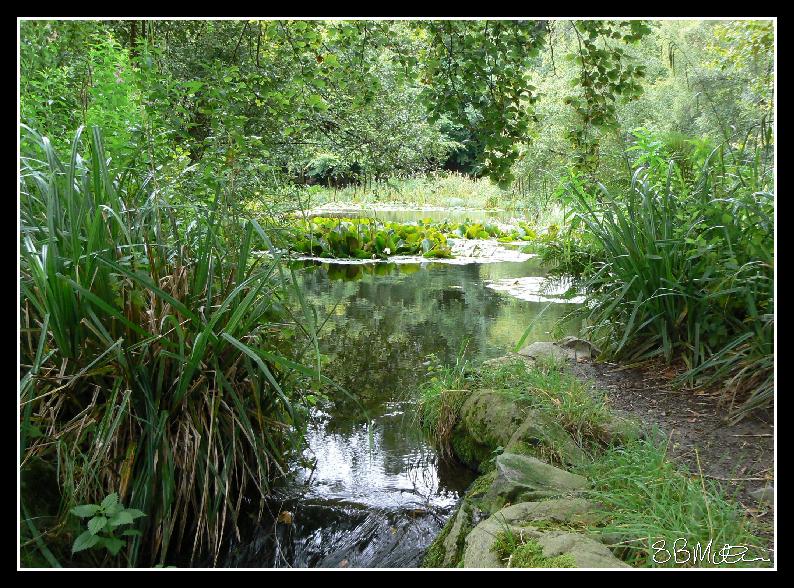 The Pond at Leith Hall: Photograph by Steve Milner